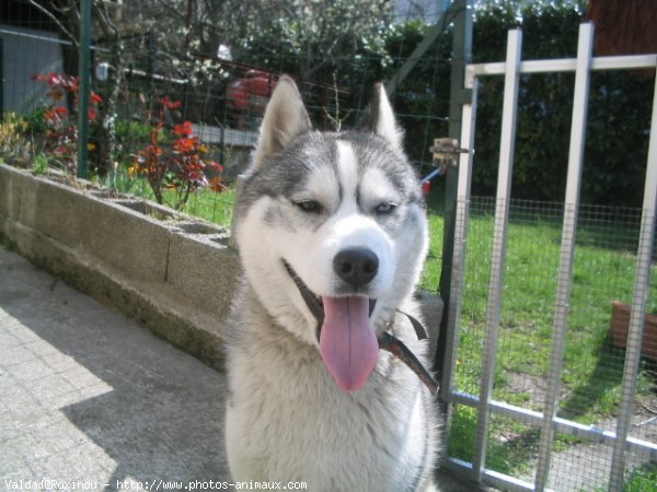 Photo de Husky siberien