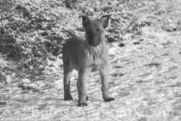 Photo de Berger belge malinois