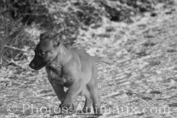 Photo de Berger belge malinois