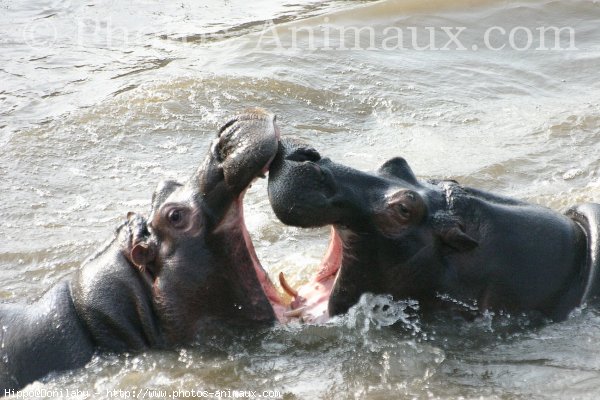 Photo de Hippopotame