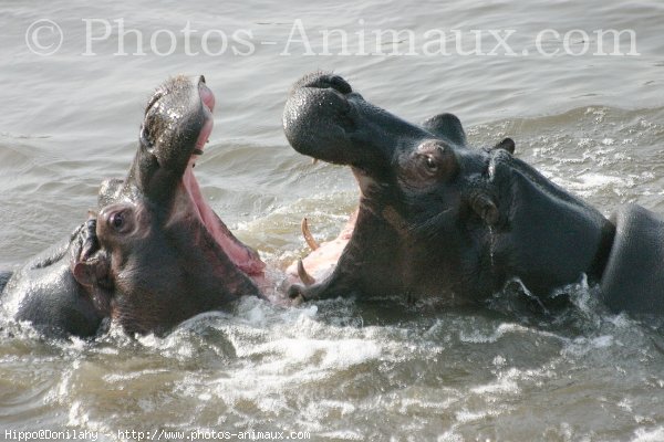 Photo de Hippopotame