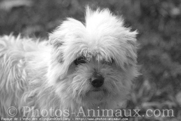 Photo de Coton de tulear