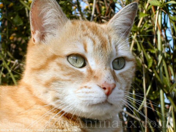 Photo de Chat domestique