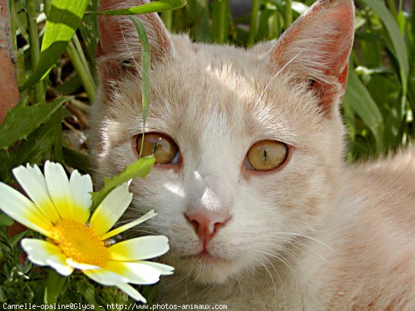 Photo de Chat domestique