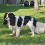 Photo de Cavalier king charles spaniel