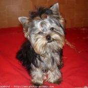 Photo de Yorkshire terrier