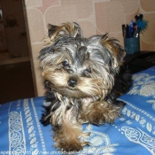 Photo de Yorkshire terrier