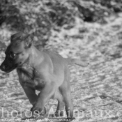 Photo de Berger belge malinois