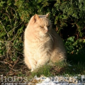 Photo de British shorthair