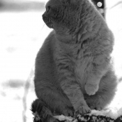 Photo de British shorthair