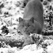 Photo de British shorthair