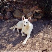 Photo de Berger blanc suisse