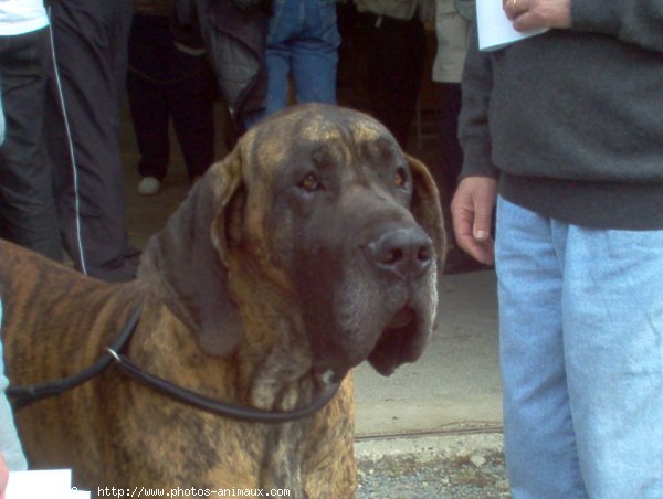 Photo de Dogue allemand