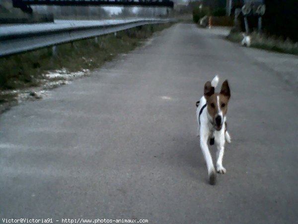 Photo de Jack russell terrier