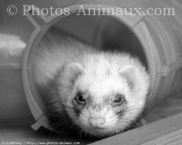 Photo de Furet