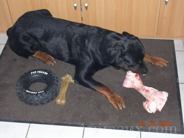 Photo de Rottweiler