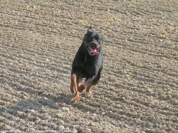 Photo de Rottweiler