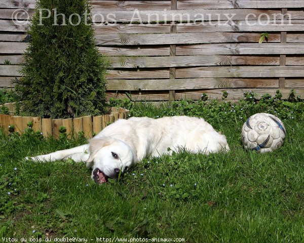 Photo de Golden retriever