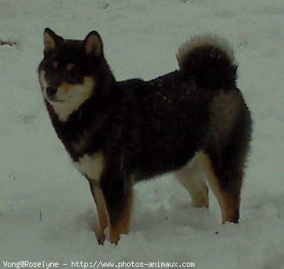 Photo de Shiba