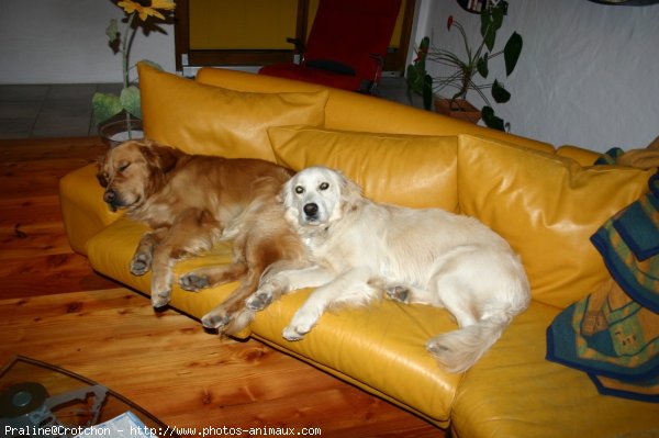 Photo de Golden retriever