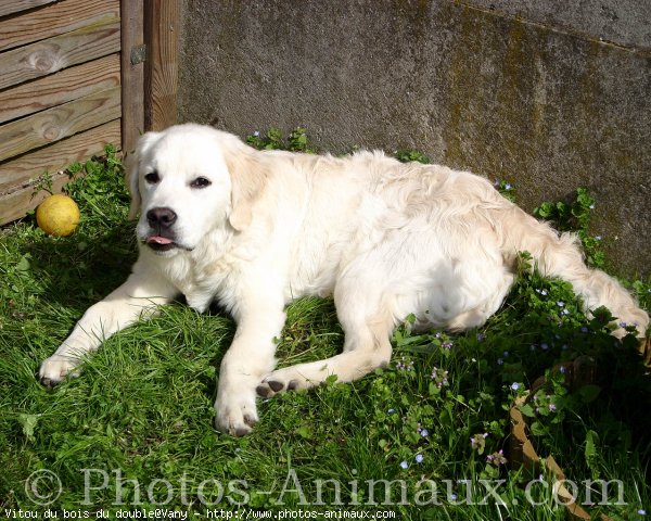 Photo de Golden retriever