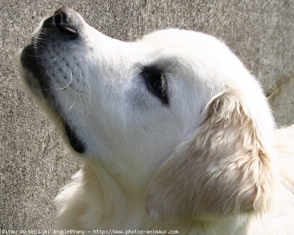 Photo de Golden retriever