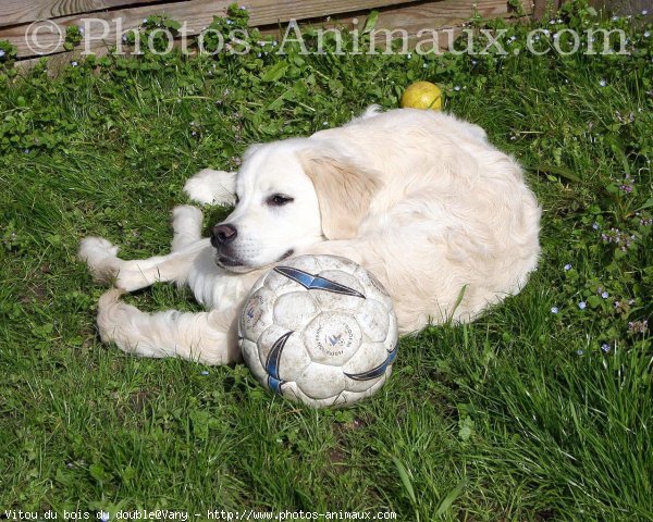 Photo de Golden retriever