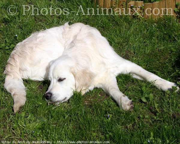 Photo de Golden retriever