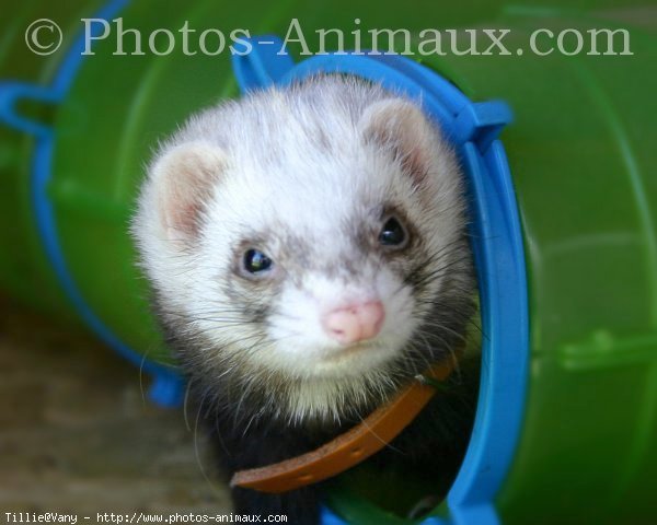 Photo de Furet