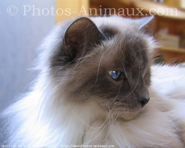 Photo de Sacr de birmanie