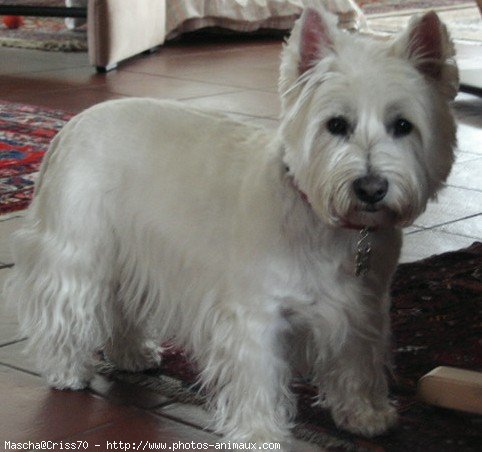 Photo de West highland white terrier