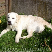 Photo de Golden retriever