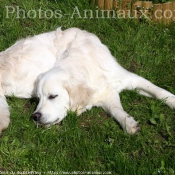 Photo de Golden retriever