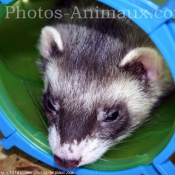 Photo de Furet