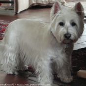 Photo de West highland white terrier