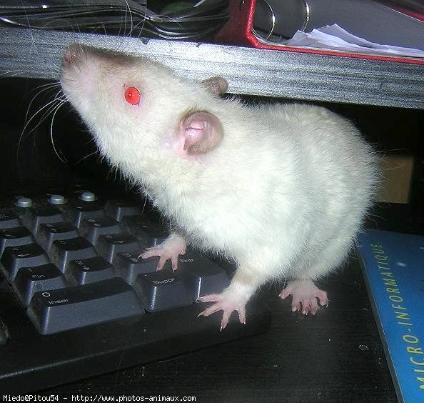 Photo de Rat