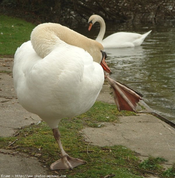 Photo de Cygne