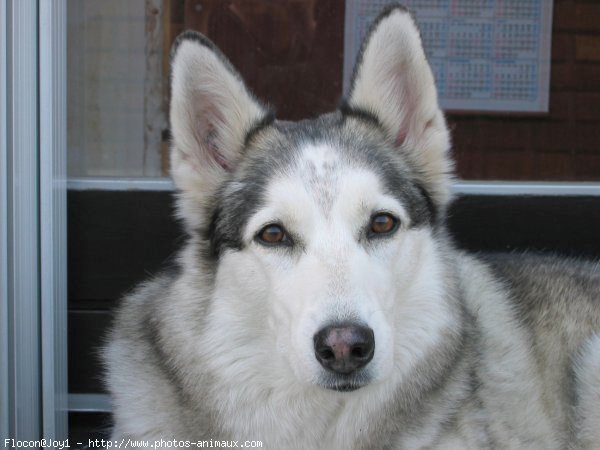 Photo de Husky siberien