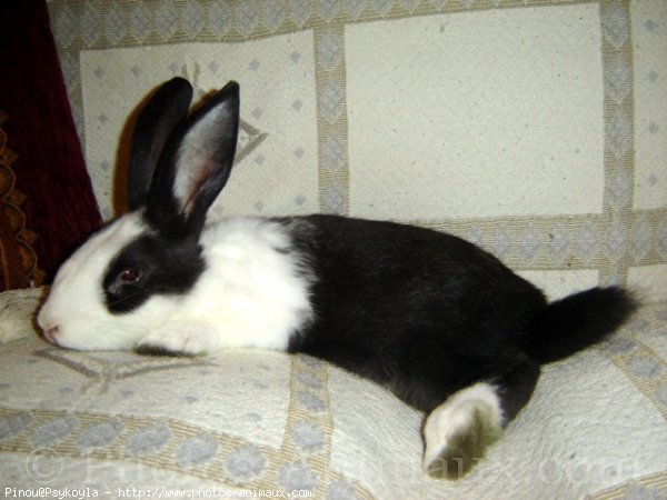 Photo de Lapin