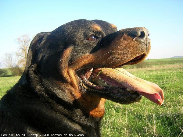 Photo de Rottweiler