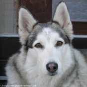 Photo de Husky siberien