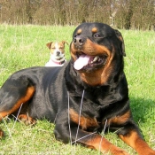 Photo de Rottweiler