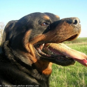 Photo de Rottweiler