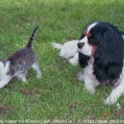 Photo de Cavalier king charles spaniel