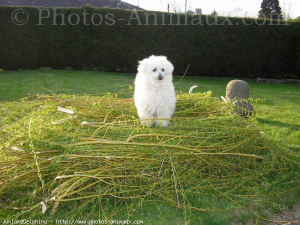 Photo de Bichon  poil fris