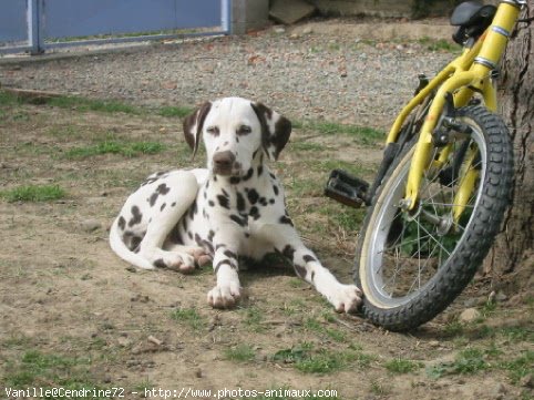 Photo de Dalmatien