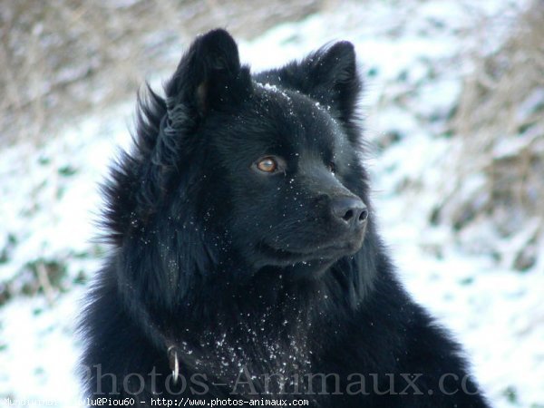 Photo de Chien suedois de laponie