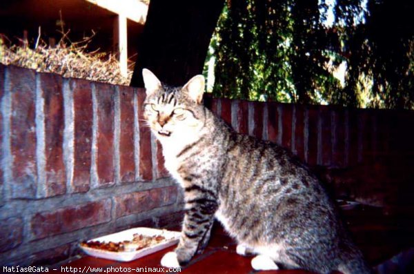 Photo de Chat domestique