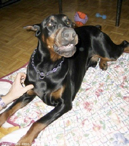 Photo de Dobermann