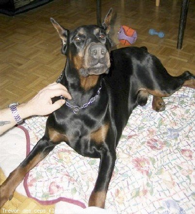 Photo de Dobermann